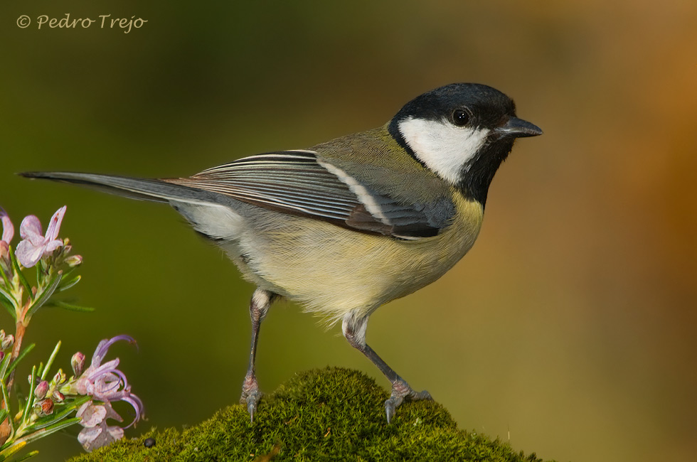 Carbonero común (Parus major)